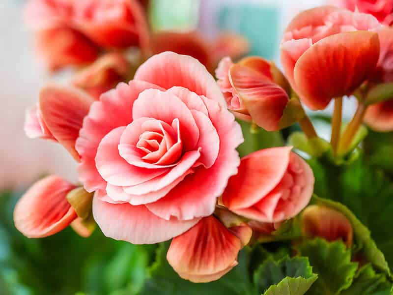 Begonia Flowers