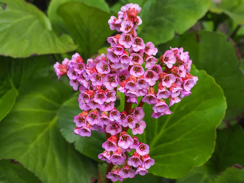 Bergenia Purpurascens