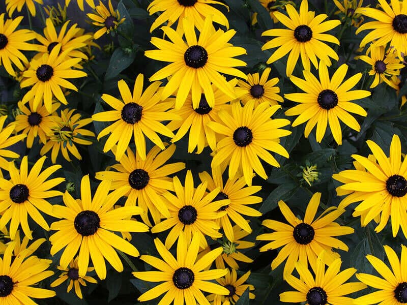 Black-Eyed Susan