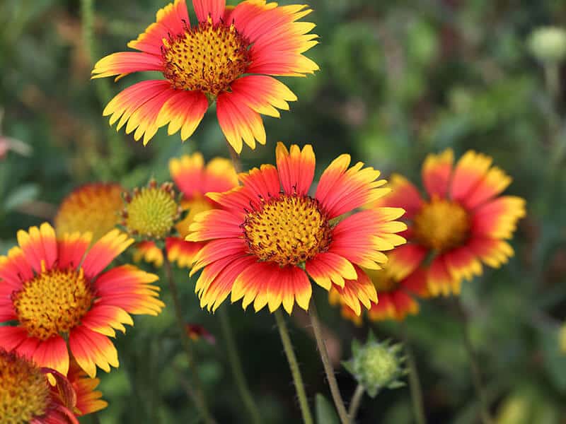 Blanket Flower