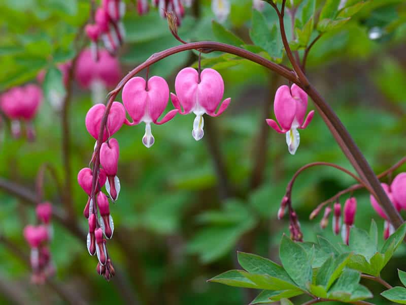 Bleeding Heart