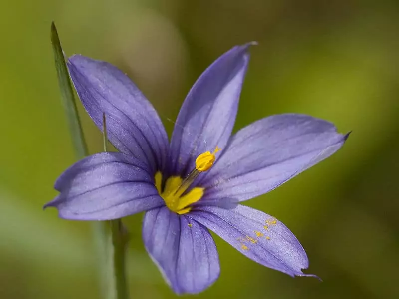 Blue Eyed Grass