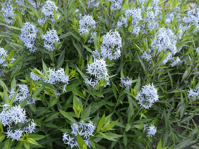 Blue Star Flower