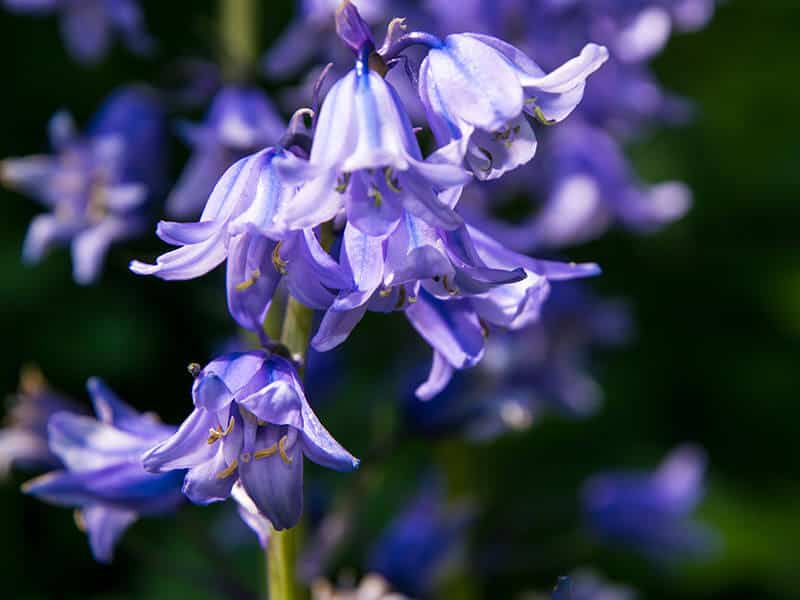 Bluebells English