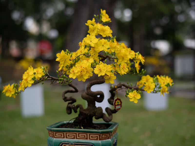 Bonsai Flower