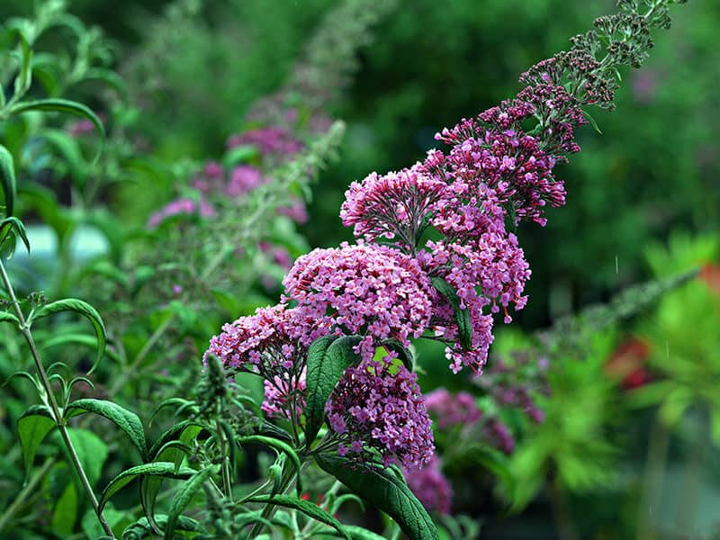 Buddleia Shrub