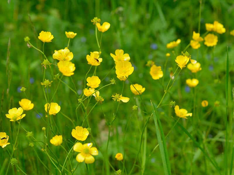 Buttercup Acris