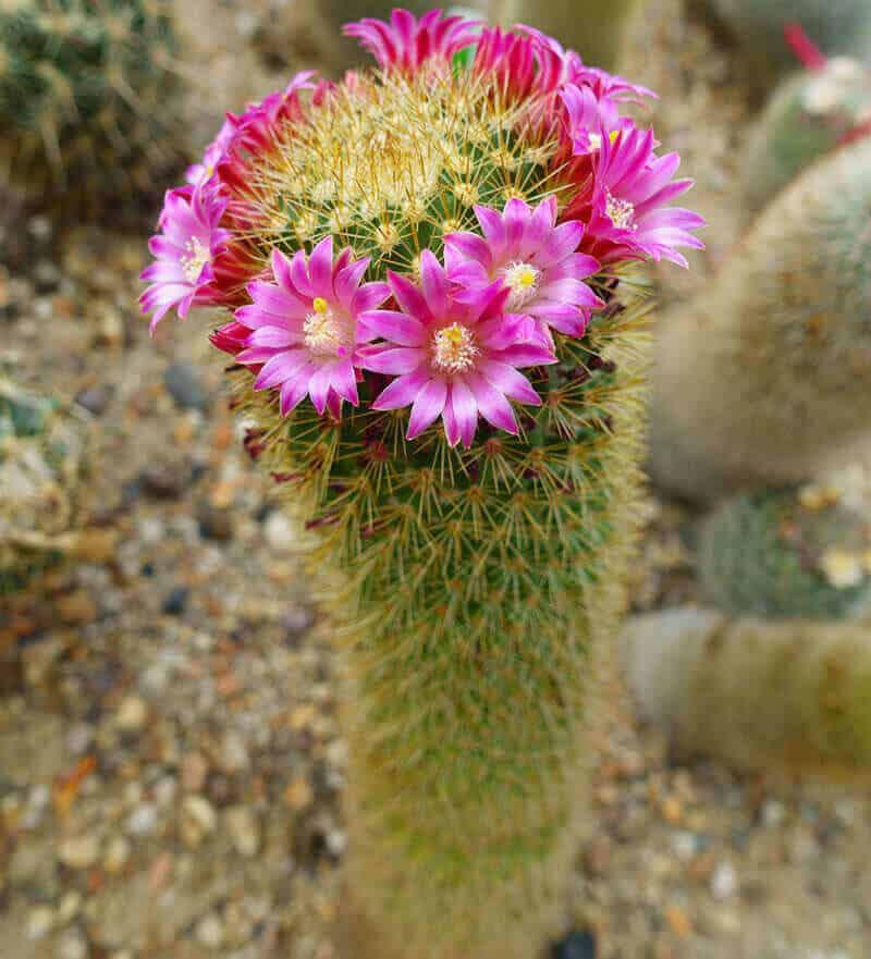 Cacti Mammillaria