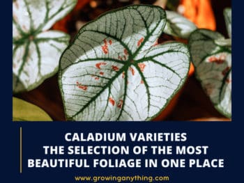Caladium Varieties