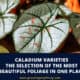 Caladium Varieties