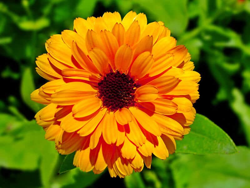 Calendula Marigold