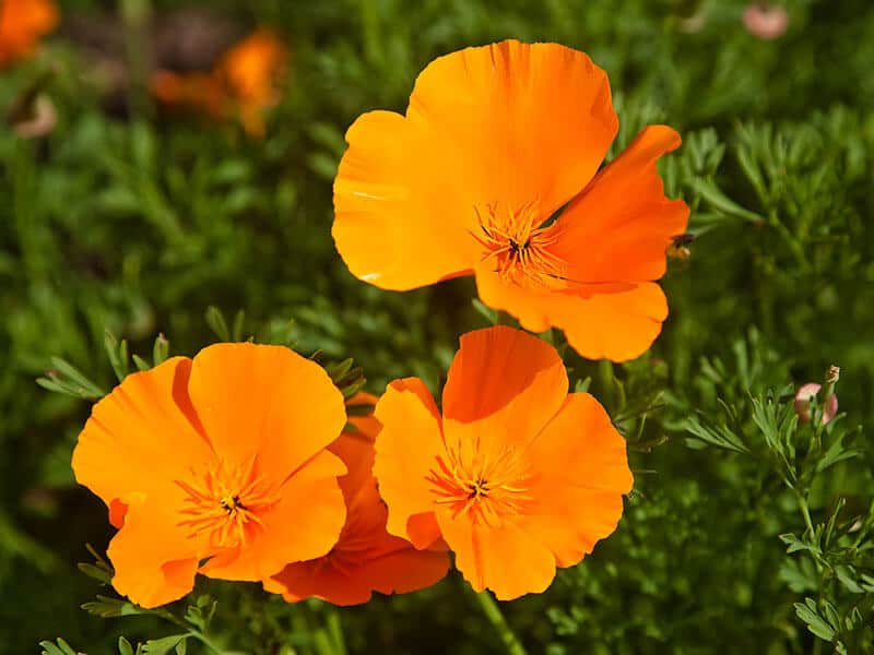 California Poppy