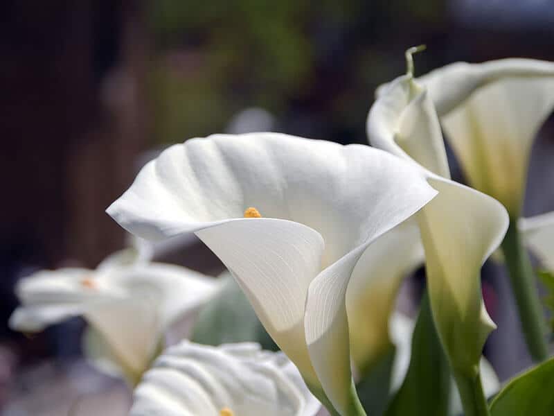 Calla Lily