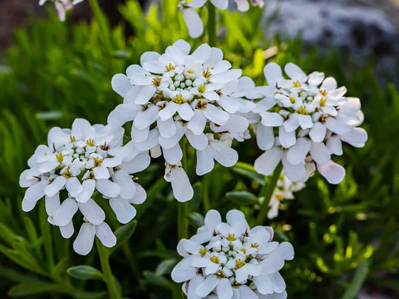 Candytuft Flowers