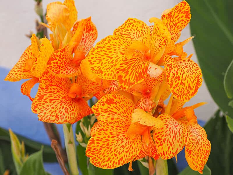 Canna Lily