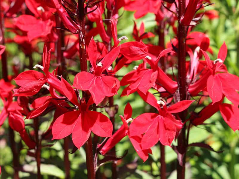 Cardinal Flower