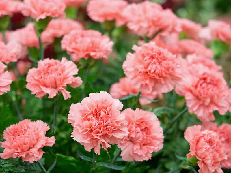 Carnation Pink