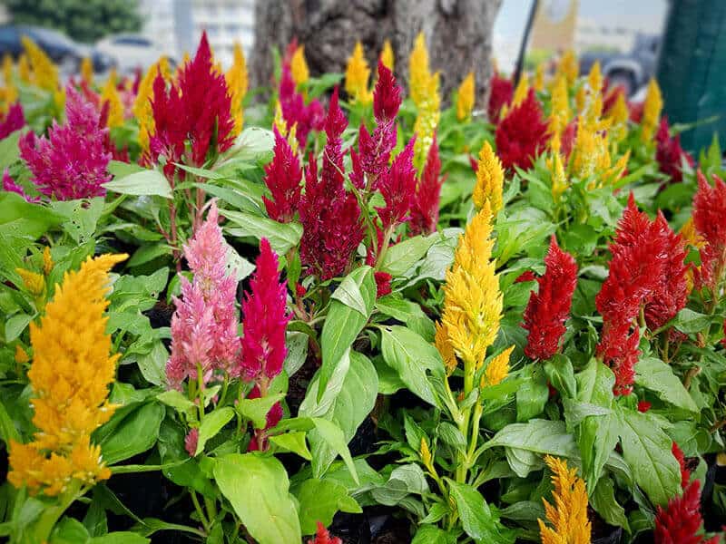 Celosia Cockcomb