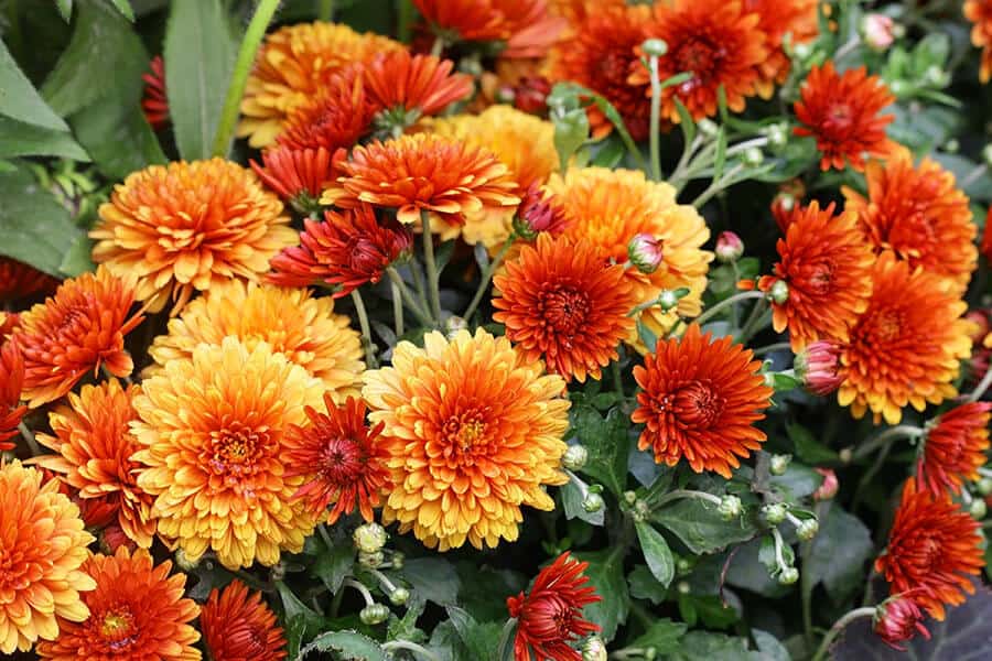 Chrysanthemums Autumn