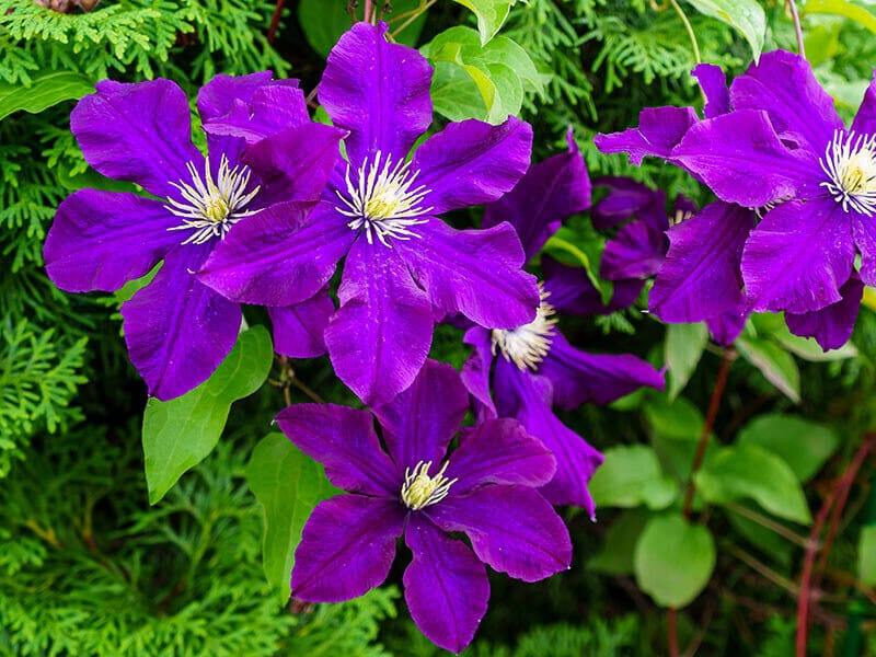 Clematis Garden