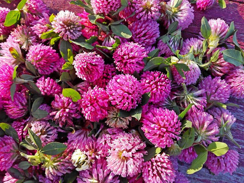 Clover Flowers