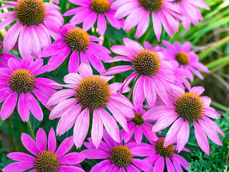 Coneflowers Echinacea