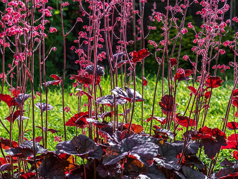 Coral Bells