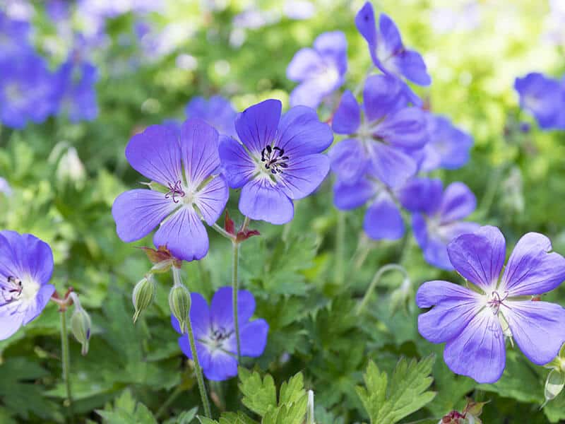 Cranesbill Geranium