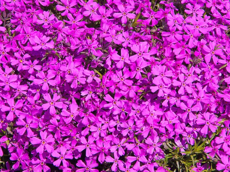 Creeping Phlox