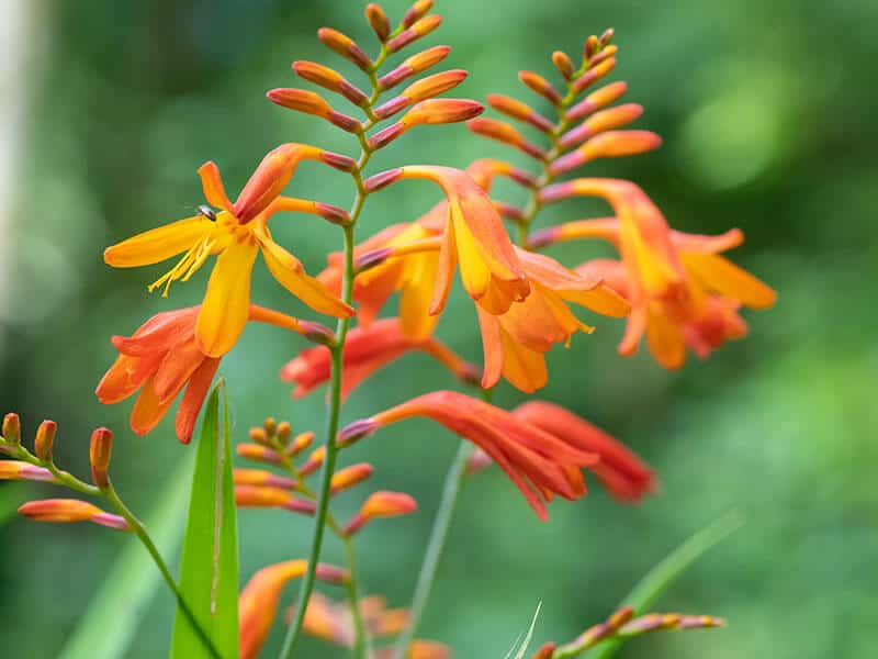 Crocosmia Flowers