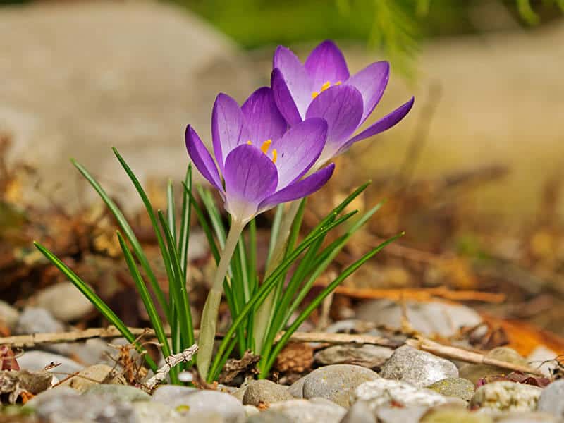 Crocus Flowers