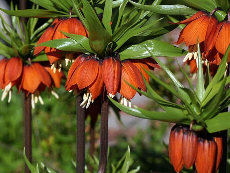 Crown Imperial