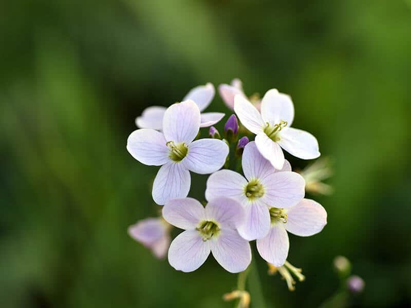 Cuckoo Flower