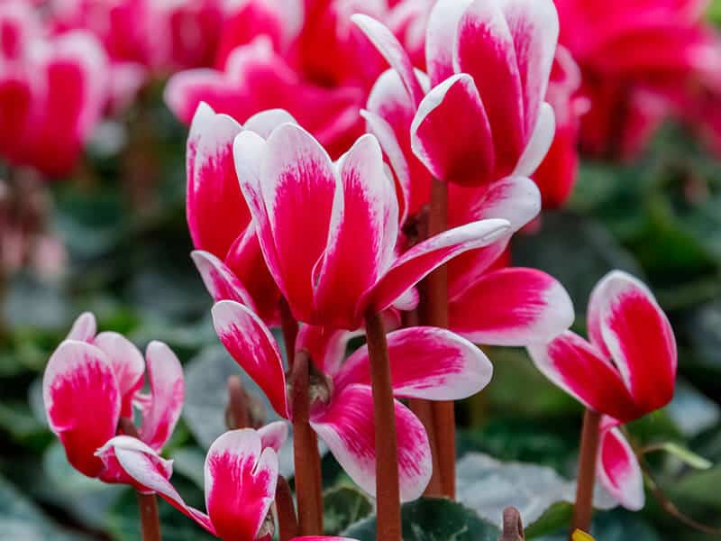 Cyclamen Blooms