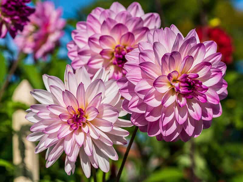 Dahlia Flowers