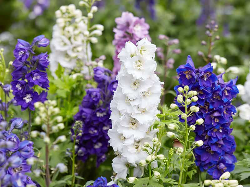 Delphinium Elatum