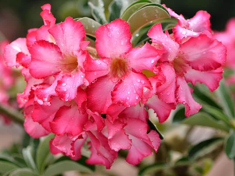 Desert Rose