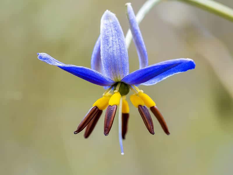 Dianella Revoluta