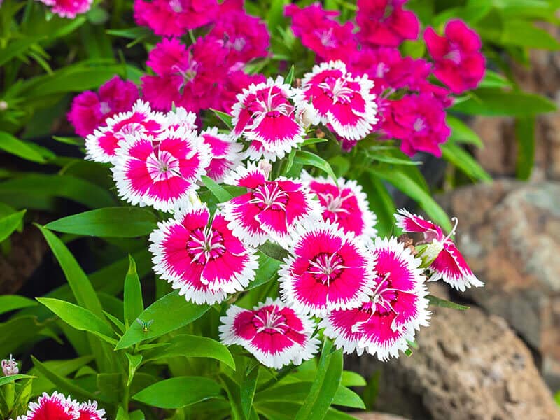 Dianthus Flower