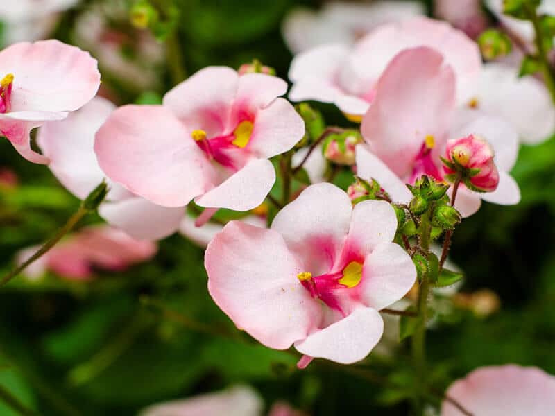 Diascia Flowers