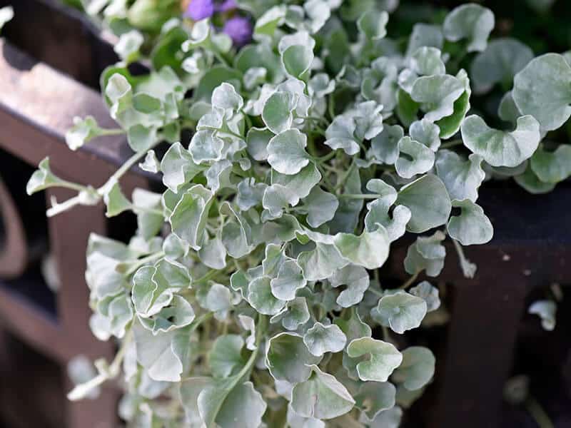 Dichondra Argentea