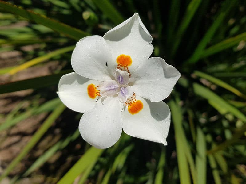 Dietes Robinsoniana