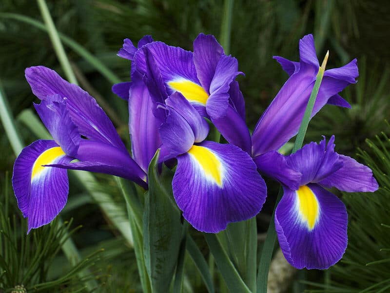 Dutch Iris