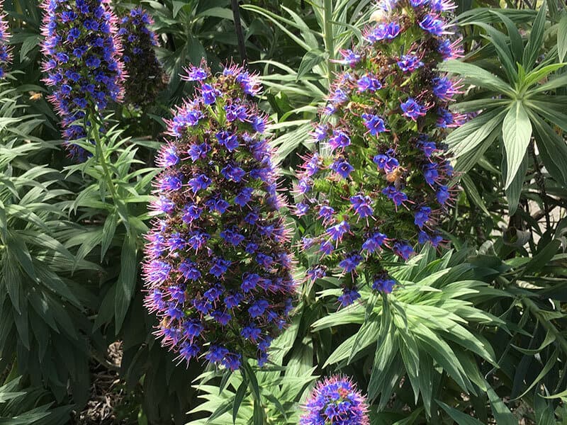 Echium Candicans