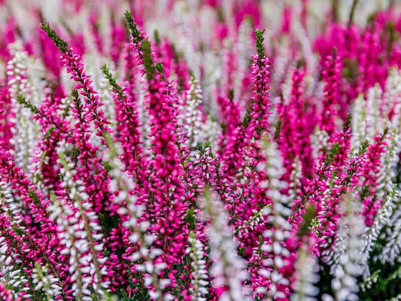 Erica Gracilis