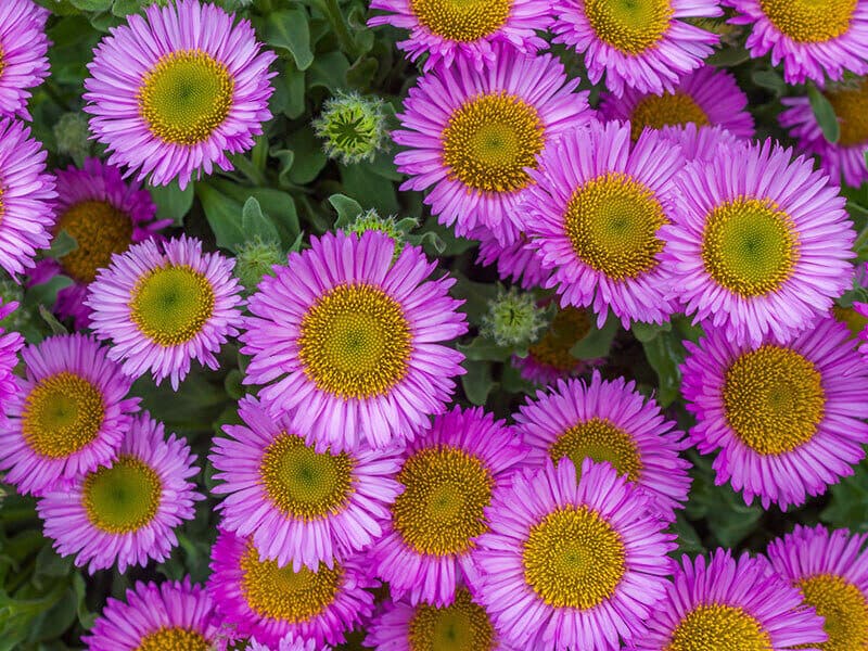 Erigeron Sea