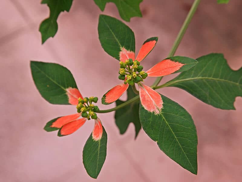 Euphorbia Cyathophor