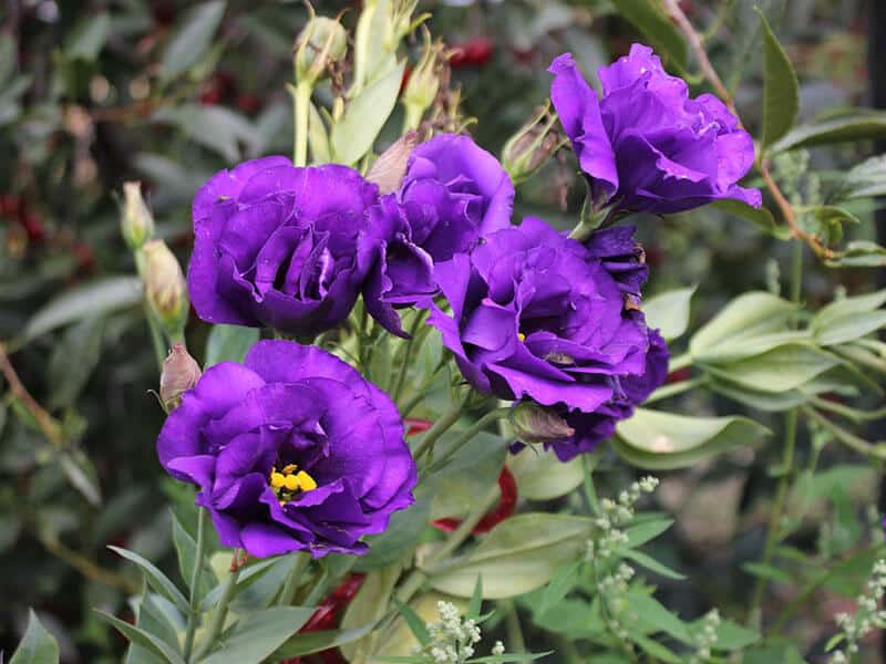 Eustoma Flowers