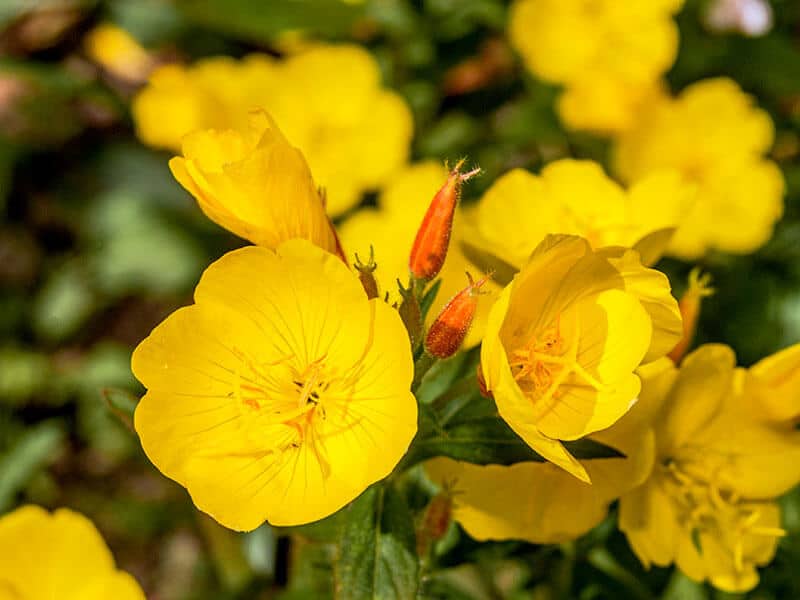 Evening Primrose