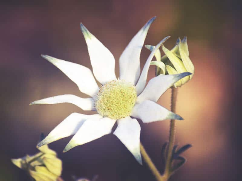 Flannel Flower